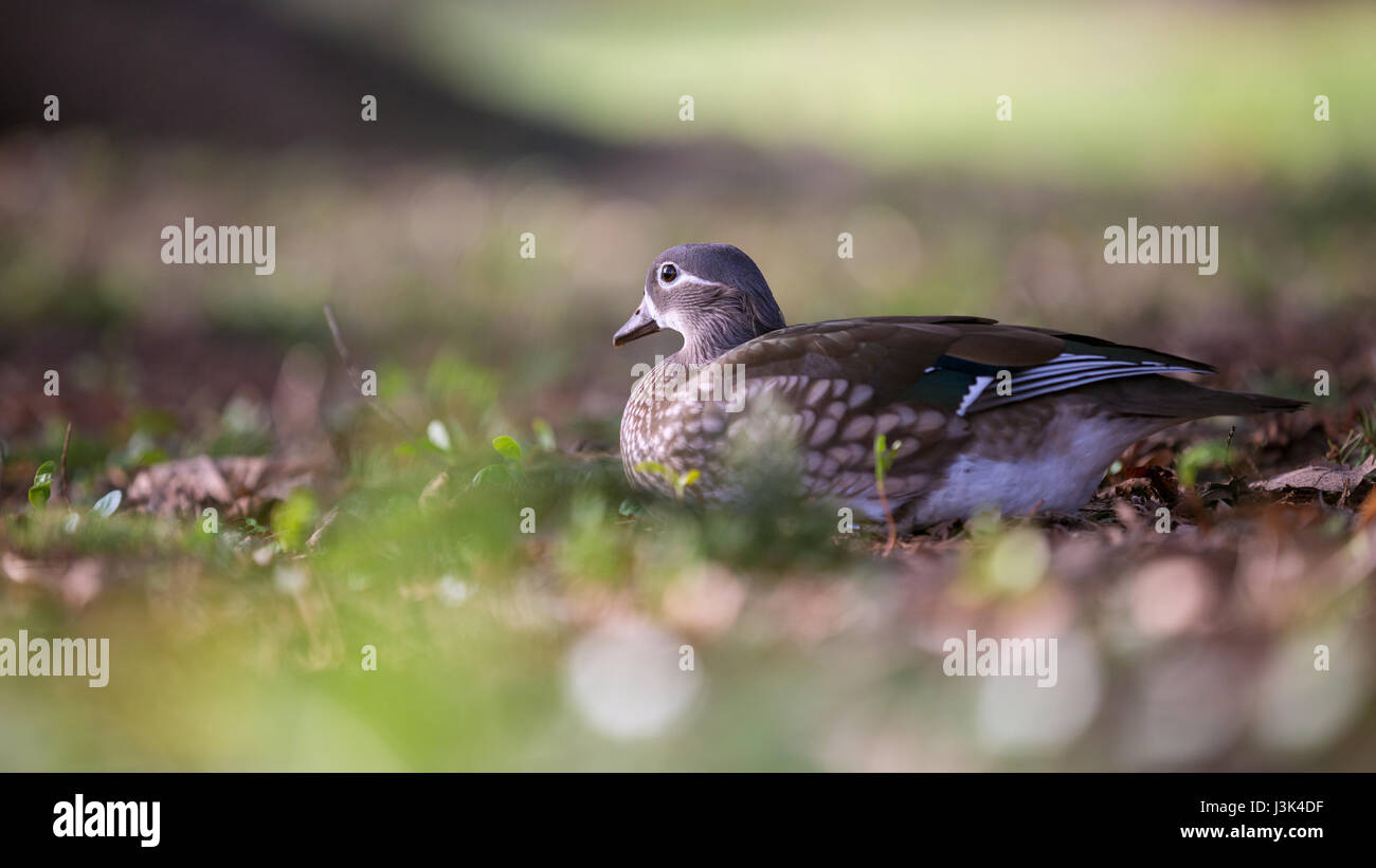 Female ducks on a meadow. Small depth of field Stock Photo