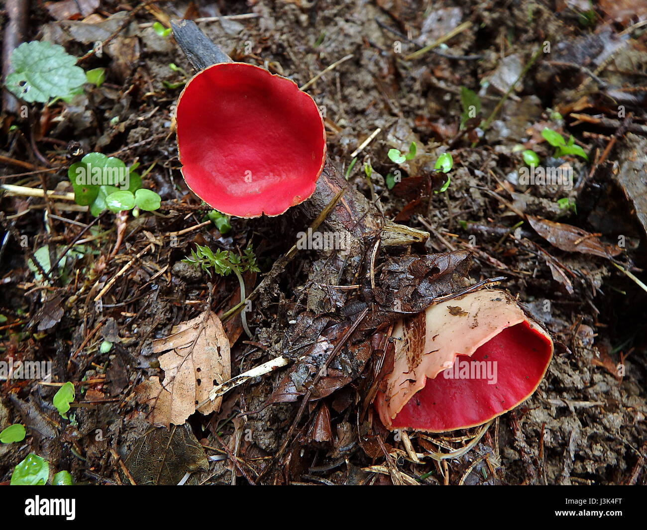 Scarlet Elf Cup Fungus,(Sarcoscypha coccinea) Stock Photo