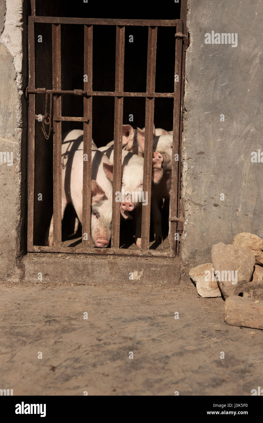 Three pigs sticking out their noses behind bars at a farm in the afternoon, china. Stock Photo