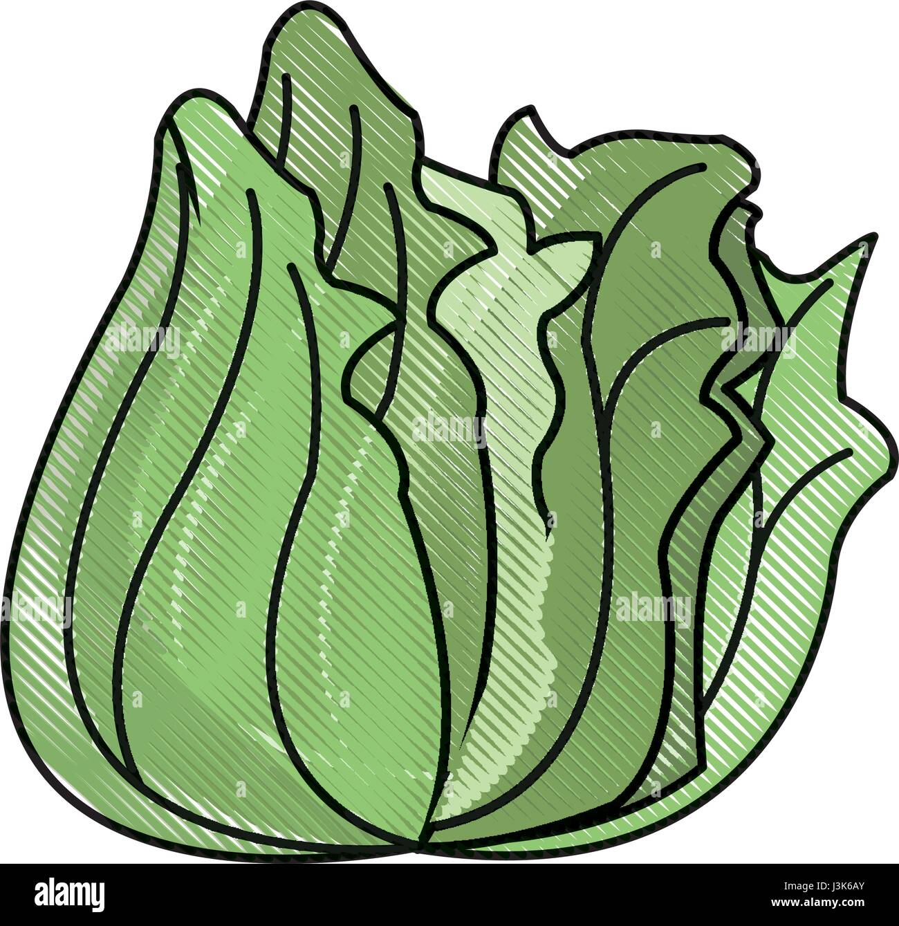 draw lettuce vegetable nutrition vitamin food health Stock Vector Image