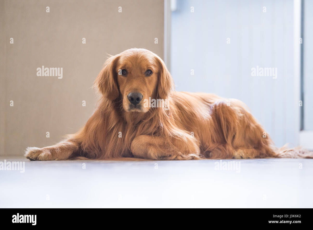 Golden retriever lying on the ground Stock Photo - Alamy