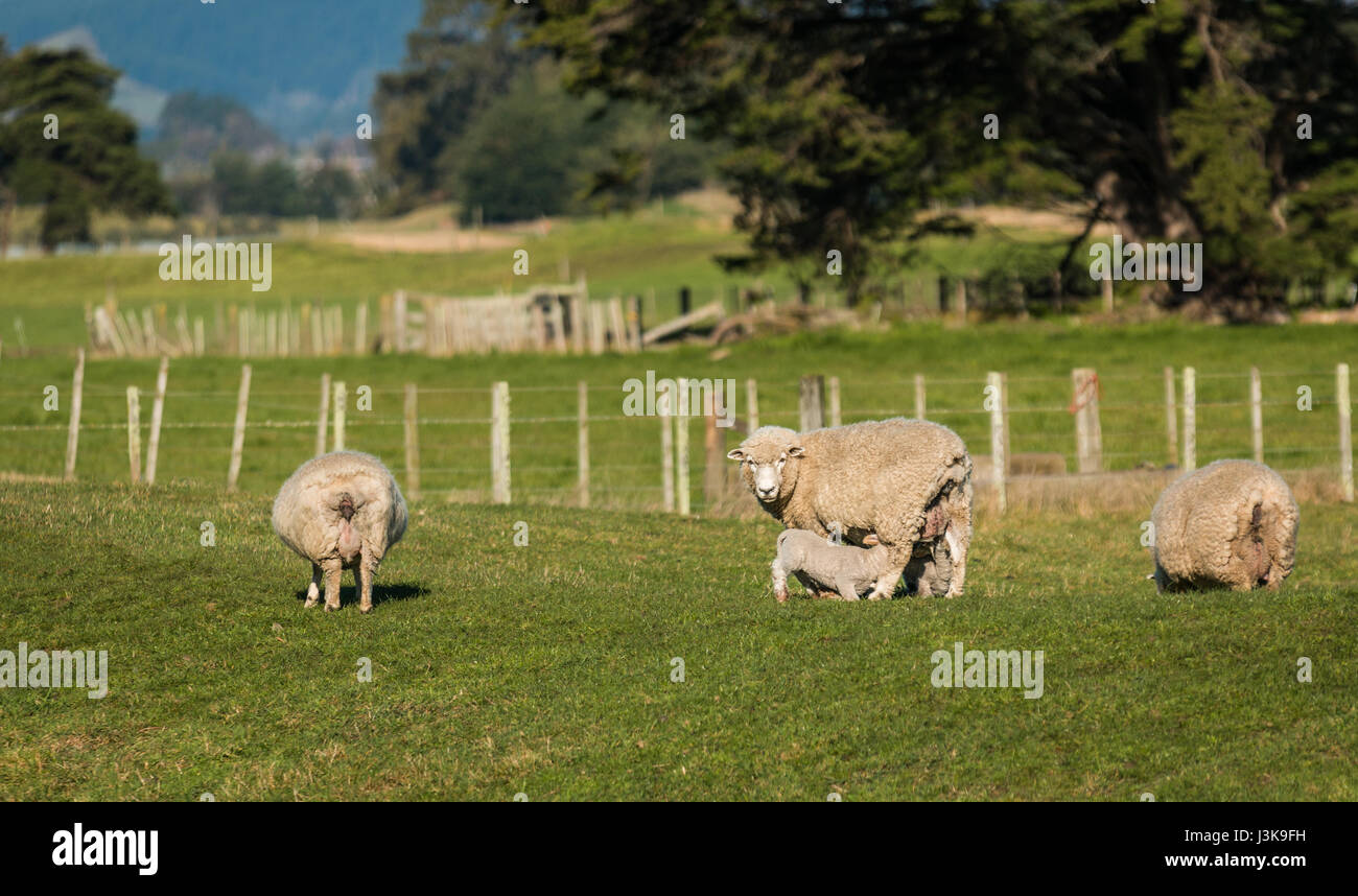 Mother sheep letting her new spring lamb get a feed Stock Photo - Alamy