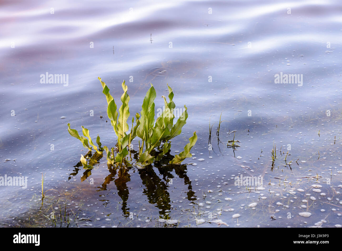 Young Rumex aquaticus L.,also known as Western dock, in the Dnieper river in Kiev, Ukraine Stock Photo