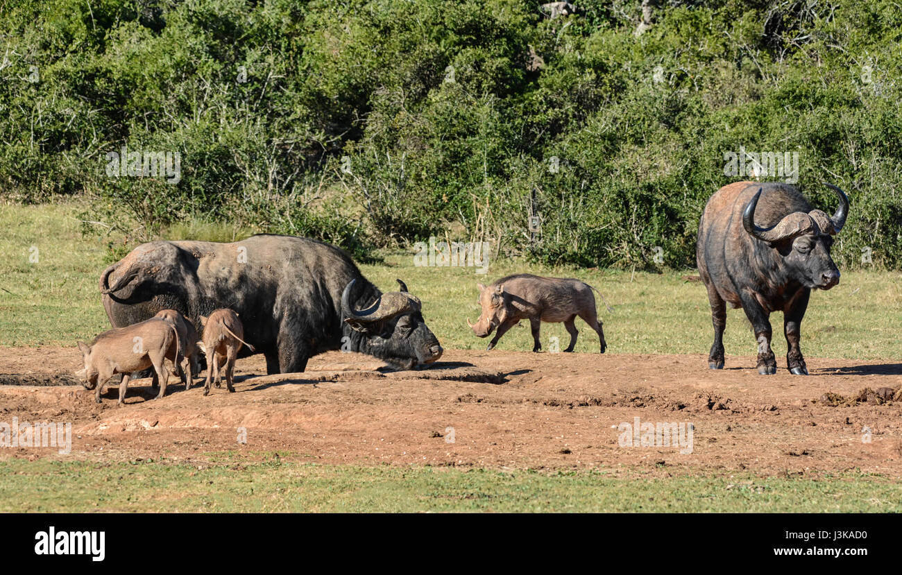 Warthogs attempting to get a drink at a watering hole where a Buffalo is lying to cool down on a hot day in Southern African savanna. Stock Photo