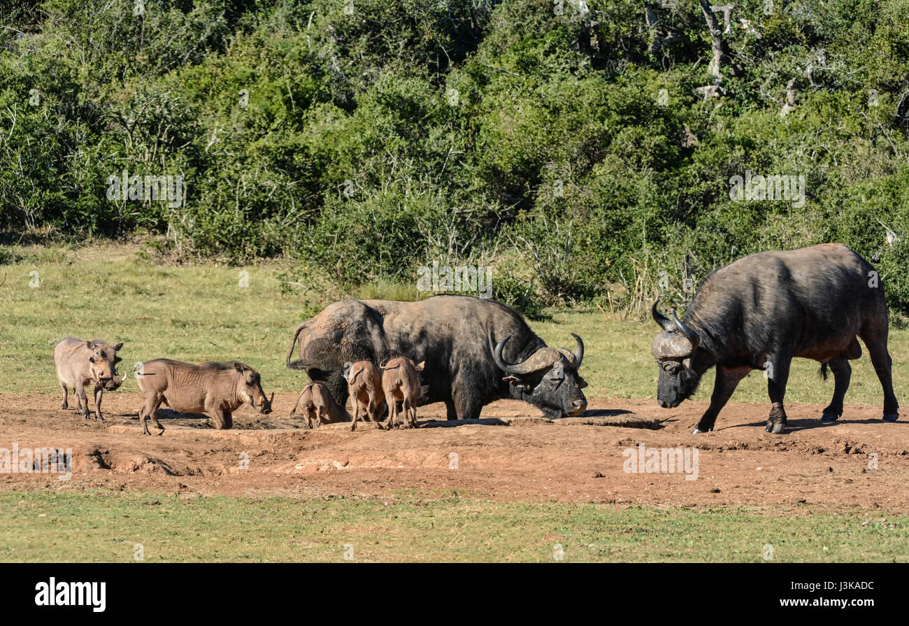 Warthogs attempting to get a drink at a watering hole where a Buffalo is lying to cool down on a hot day in Southern African savanna. Stock Photo