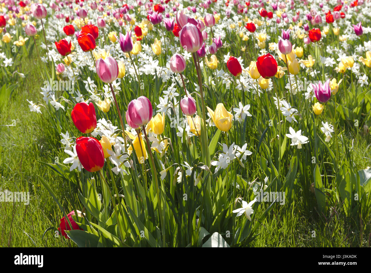 Flowerbed with tulips and daffodils Stock Photo