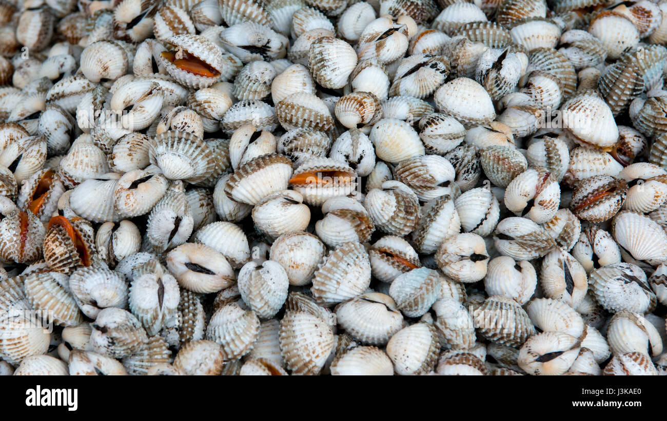 shellfish Stock Photo