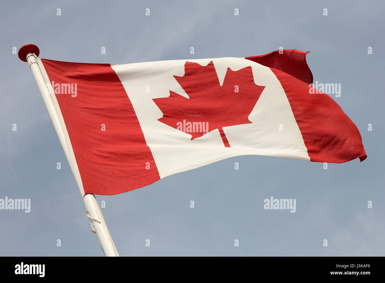 Canadian flag flying in the wind Stock Photo