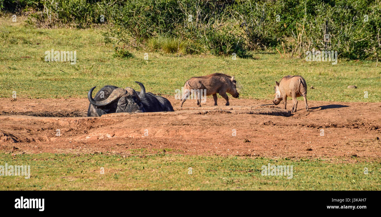 Warthogs attempting to get a drink at a watering hole where a Buffalo is lying to cool down on a hot day in Southern African savanna. Stock Photo