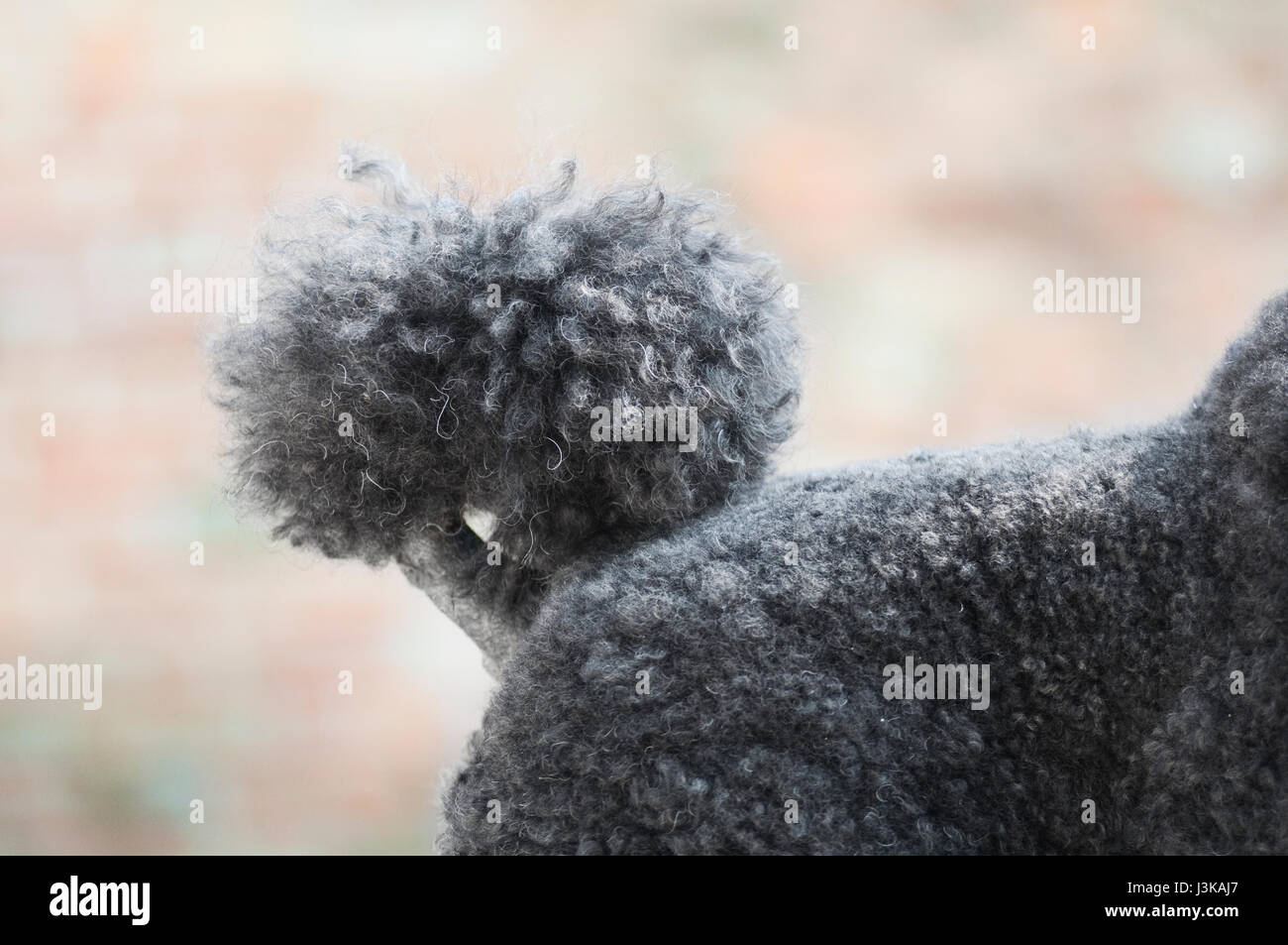 Black standard poodle hires stock photography and images Alamy