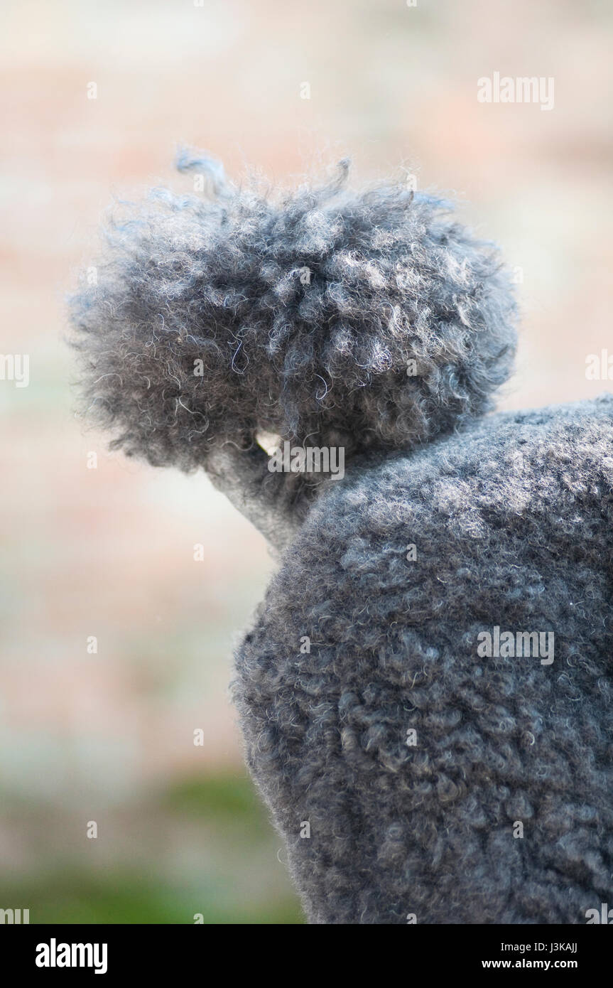 Tail of black Standard Poodle Stock Photo Alamy