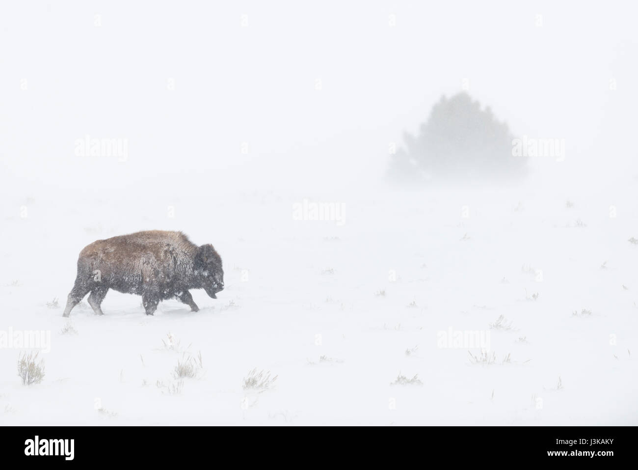 American Bison ( Bison bison ) in harsh winter weather conditions