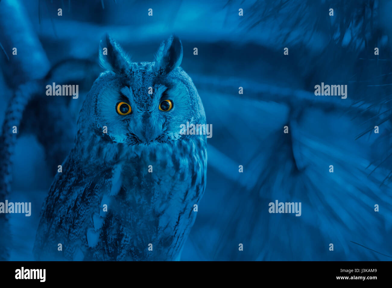 Portrait Of Owl With Piercing Orange Eyes On Gloomy Blue