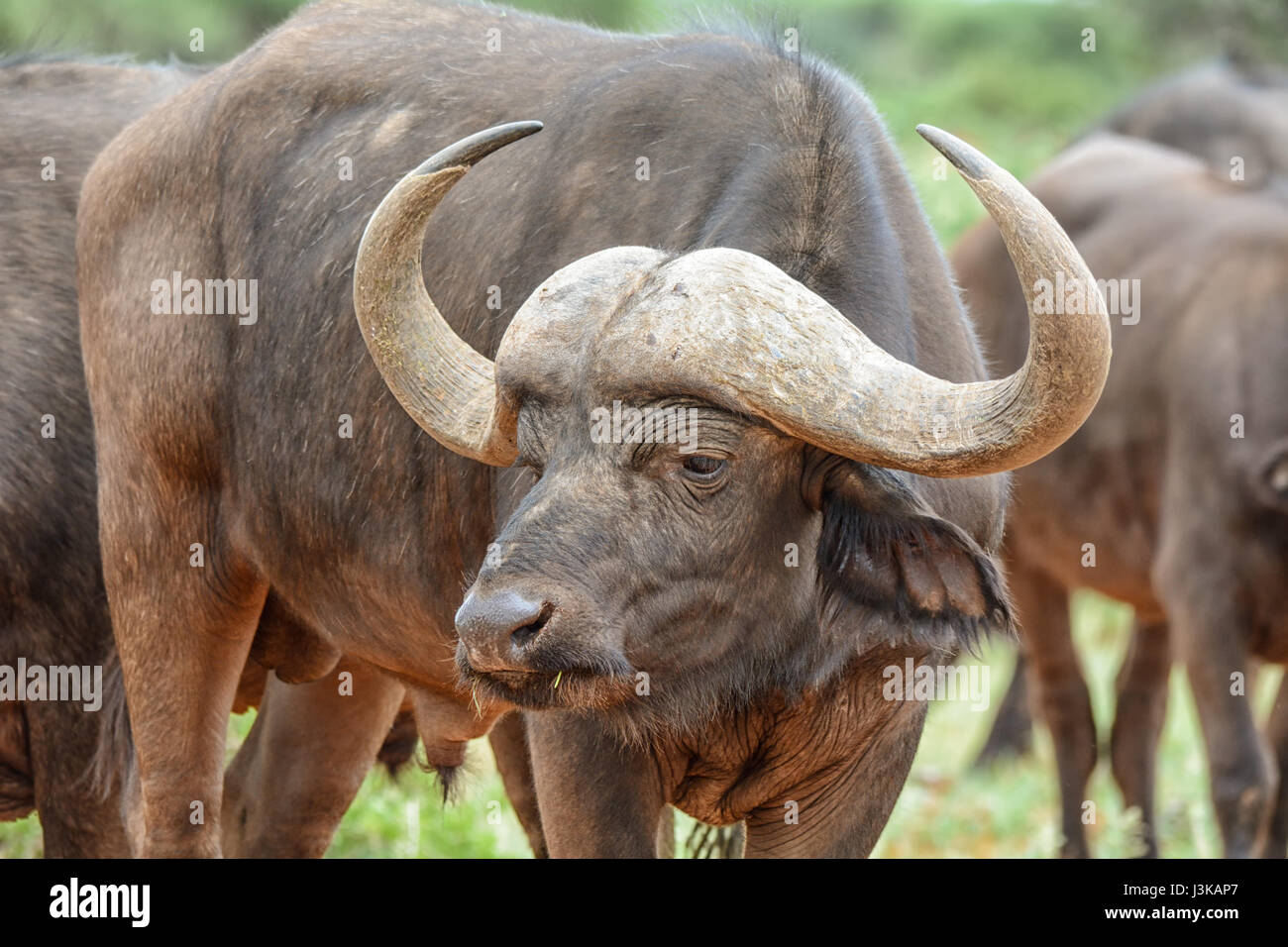African Buffalo in Southern African savanna Stock Photo - Alamy
