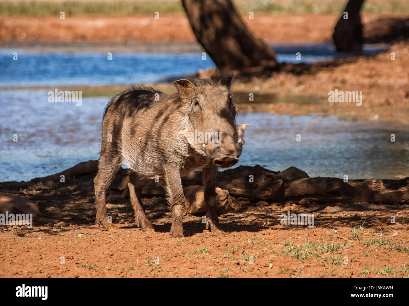 Warthog In Southern African Savanna Stock Photo Alamy