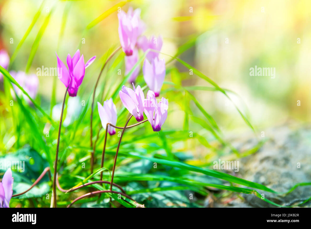 Little Flowers Stock Photos Little Flowers Stock Images