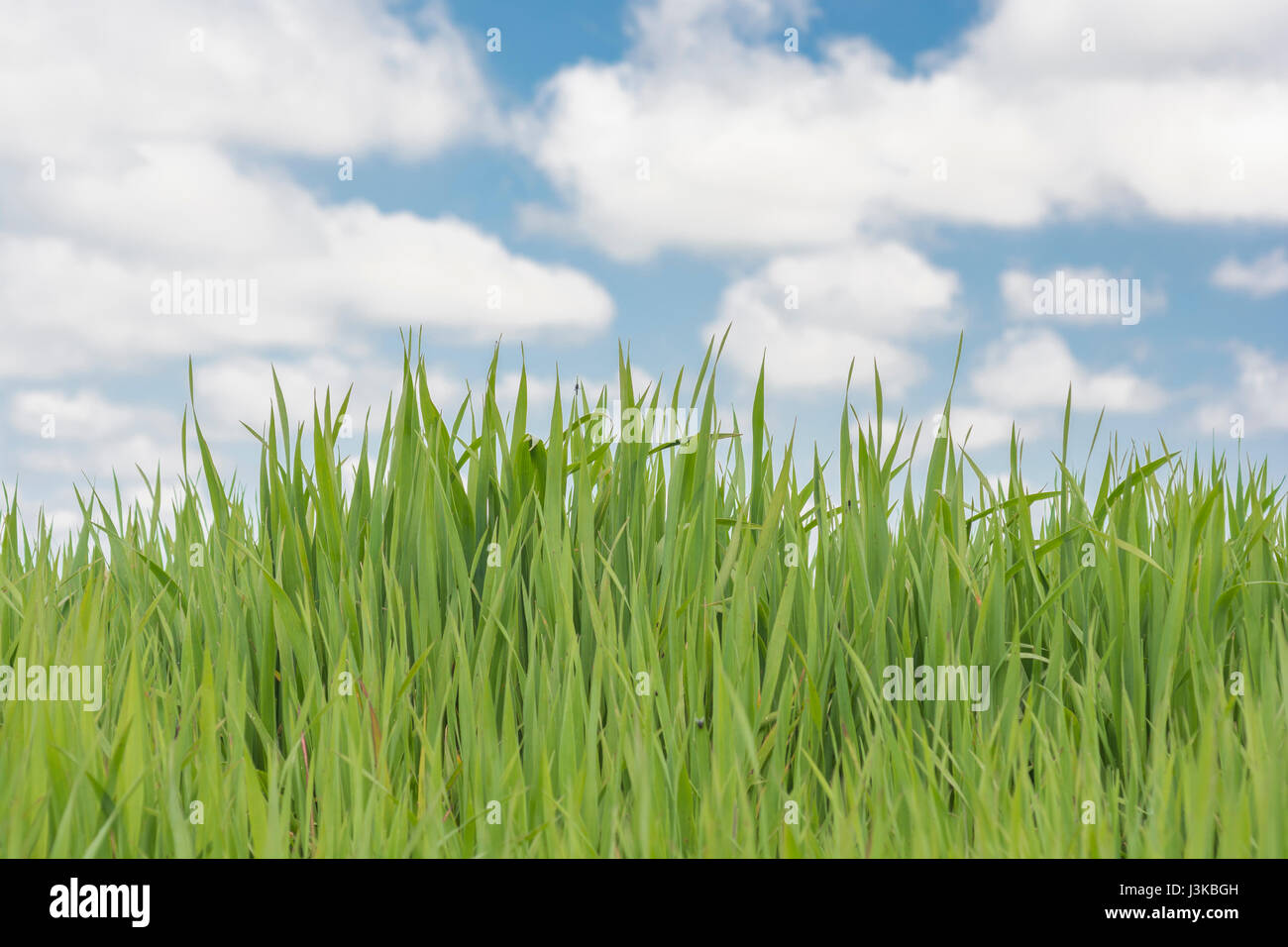 Fresh green grass shoots blue sky - metaphor for 'grass' sayings -  'Don’t Let the Grass Grow Under Your Feet, 'Head in the Clouds', economic growth. Stock Photo
