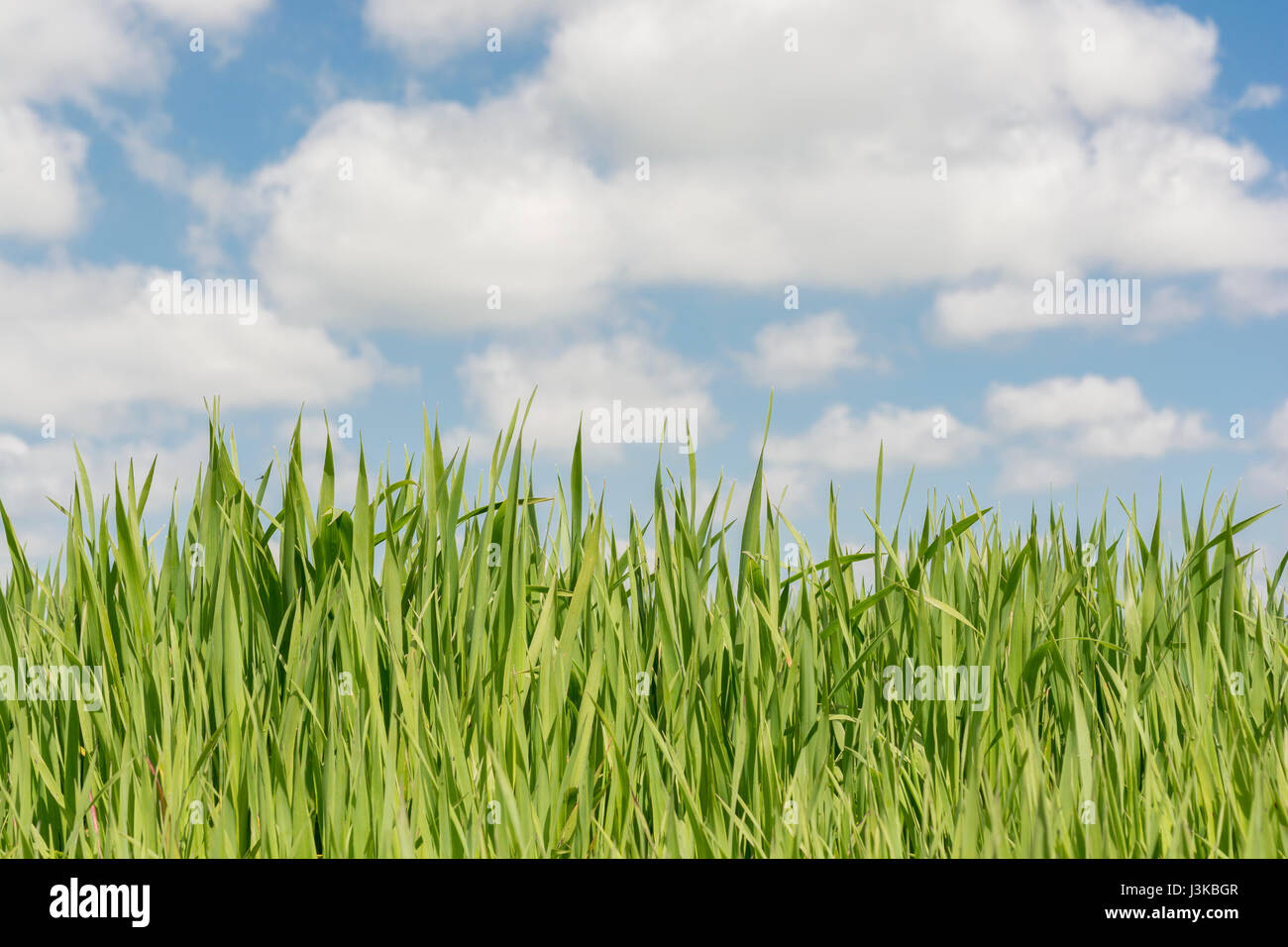 Fresh green grass shoots blue sky - metaphor for 'grass' sayings -  'Don’t Let the Grass Grow Under Your Feet, 'Head in the Clouds', economic growth. Stock Photo