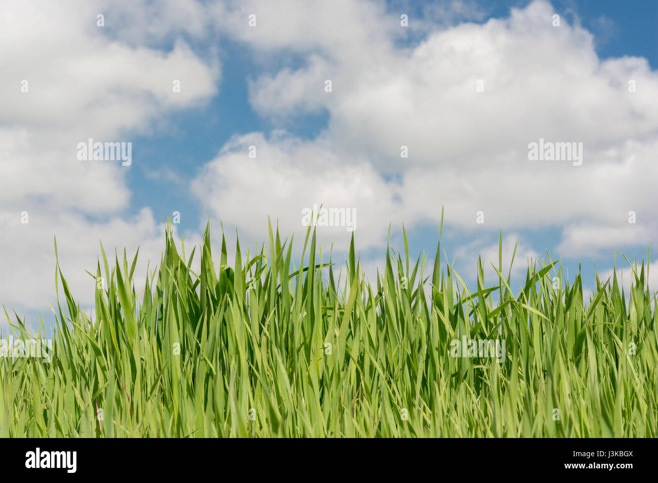 Fresh green grass against blue sky - metaphor for 'grass' sayings -  'Don’t Let the Grass Grow Under Your Feet, 'Head in the Clouds', economic growth. Stock Photo
