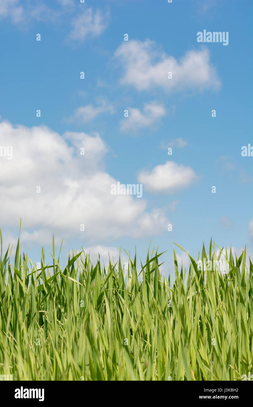 Fresh green grass shoots blue sky - metaphor for 'grass' sayings -  'Don’t Let the Grass Grow Under Your Feet, 'Head in the Clouds', economic growth. Stock Photo