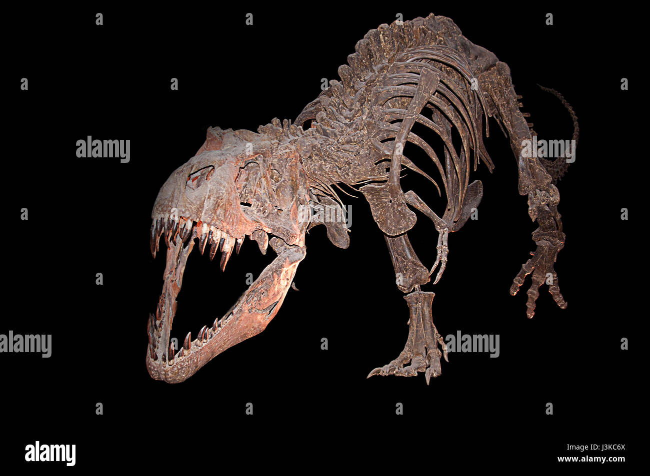 Tyrannosaurus rex skeleton Stock Photo