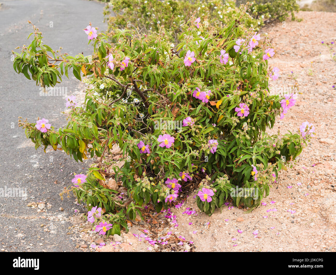 Cistus symphytifolius (amargante de pinar, pine forest cistus, rockrose), a Canarian endemic, flowering in spring on roadside near Ifonche, Tenerife Stock Photo