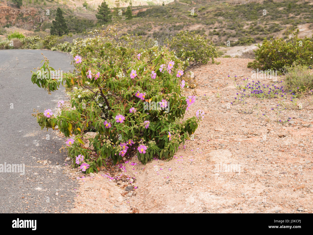 Cistus symphytifolius (amargante de pinar, pine forest cistus, rockrose), a Canarian endemic, flowering in spring on roadside near Ifonche, Tenerife Stock Photo