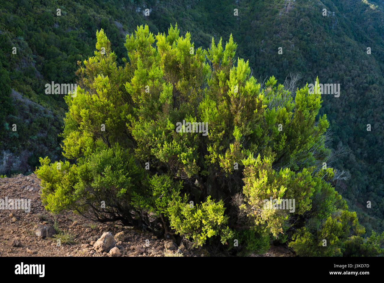 Tree heather (Erica canariensis formerly Erica arborea) on the giant cliff of Fuga de Gorreta, Mirador de Jinama, El Hierro, Canary Islands Stock Photo