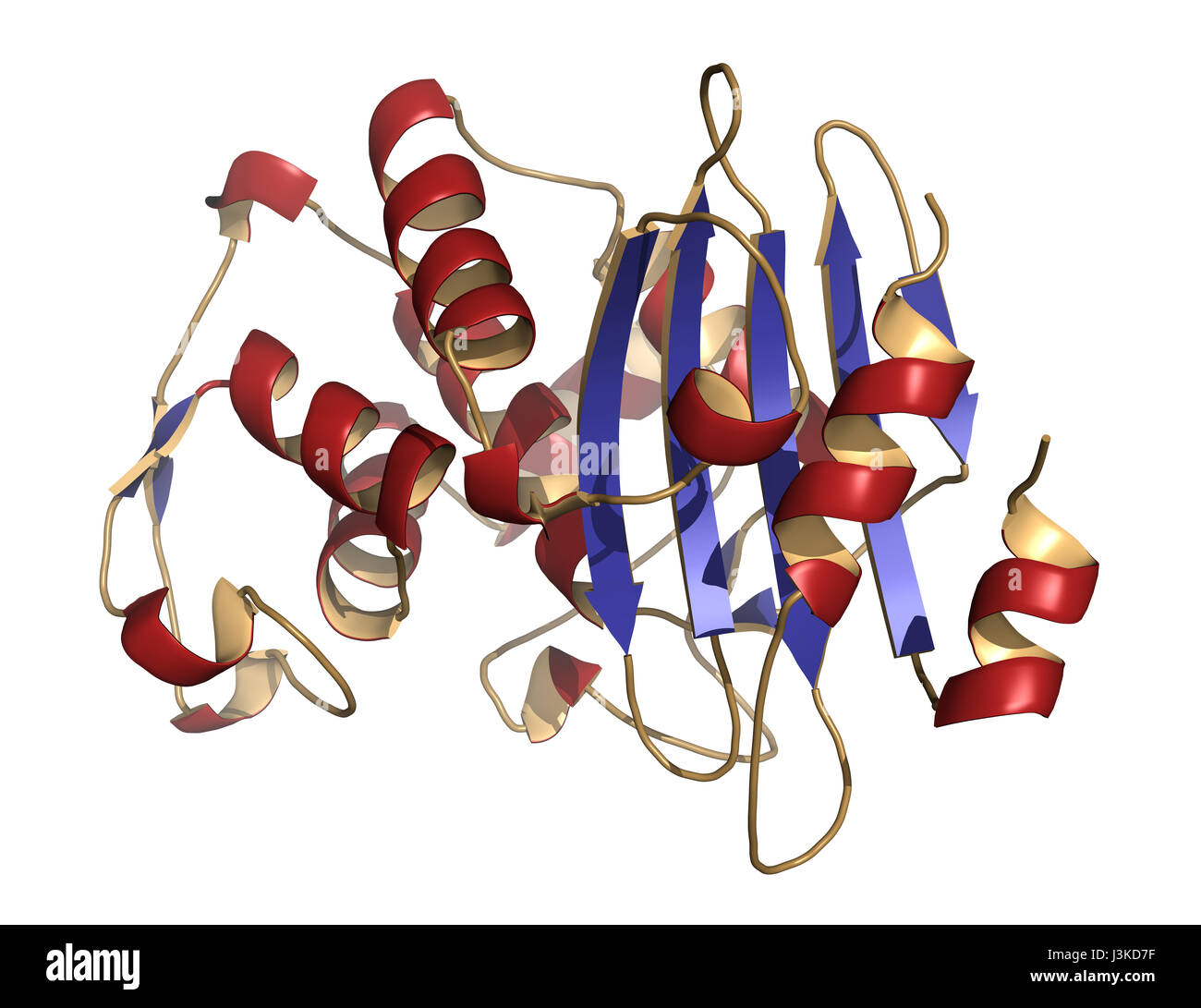 Beta-lactamase enzyme from Staphylococcus aureus. Responsible for resistance against penicillin and related antibiotics. Cartoon model, secondary stru Stock Photo