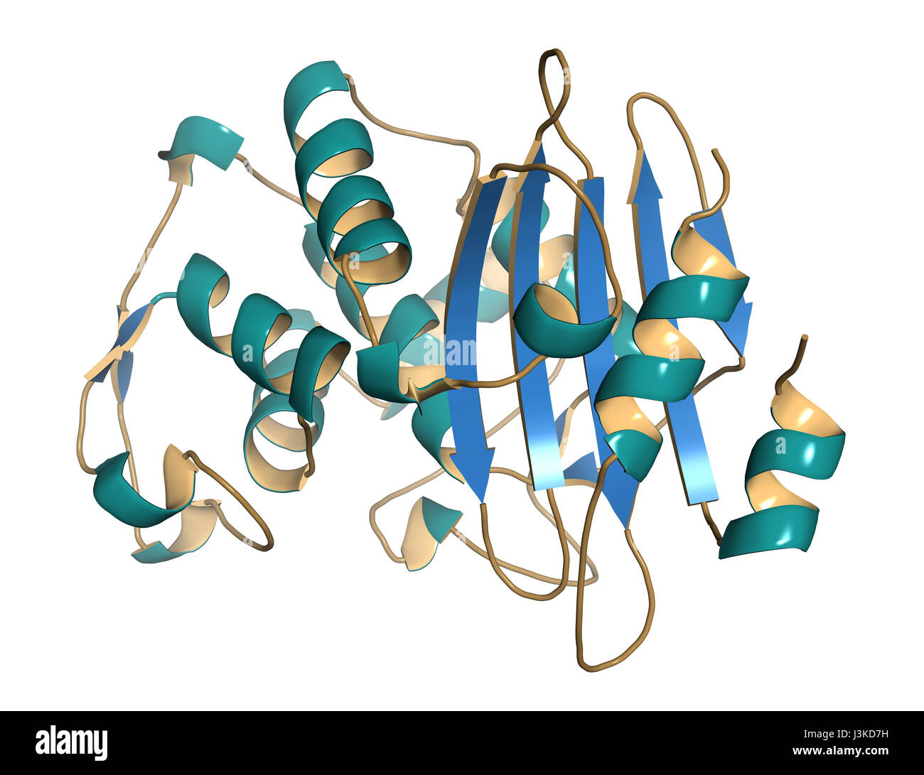 Beta-lactamase enzyme from Staphylococcus aureus. Responsible for resistance against penicillin and related antibiotics. Cartoon model, secondary stru Stock Photo