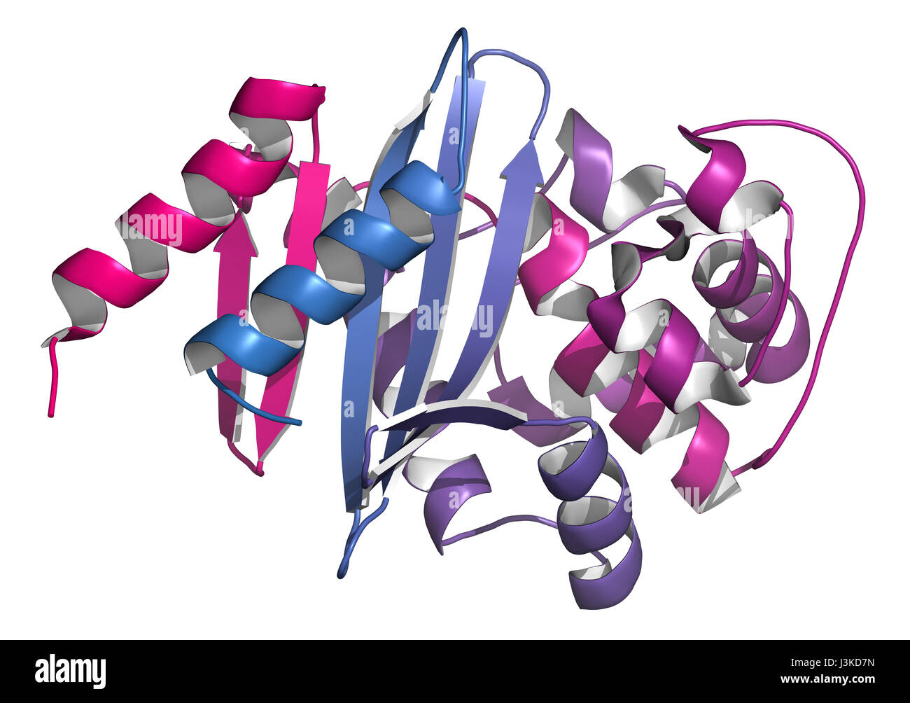 Carbapenemase carbapenem antibiotic resistance enzyme. Carbapenemase OXA-24 from the bacterium Acinetobacter baumannii. Cartoon model; N-to-C gradient Stock Photo