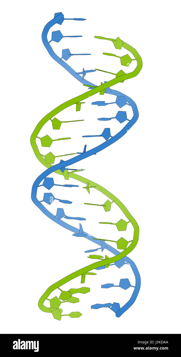 DNA molecular structure. Main carrier of genetic information in all organisms. The DNA shown here is part of a human gene and is shown as a linear dou Stock Photo
