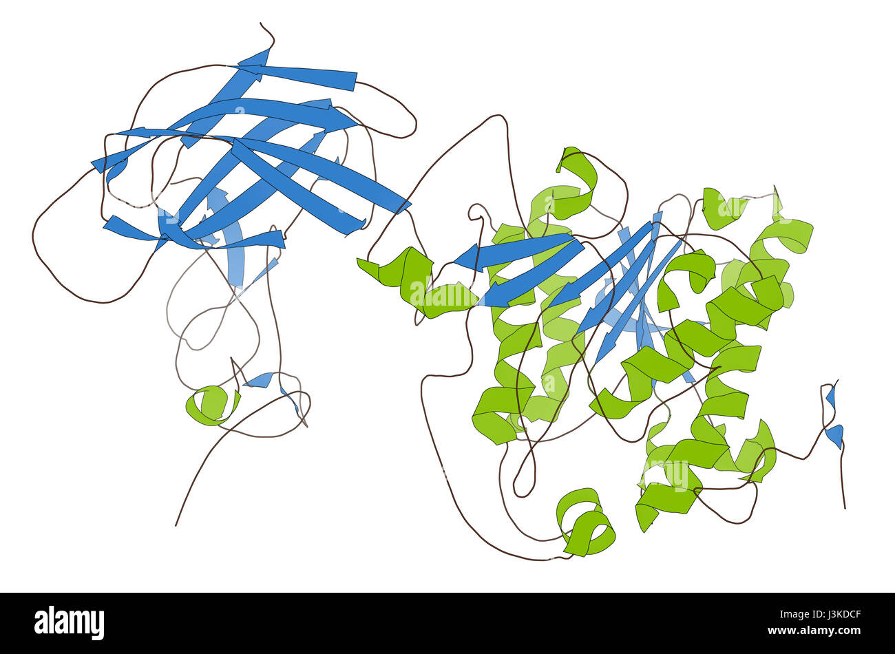 Human pancreatic lipase (HPL) enzyme, in complex with colipase