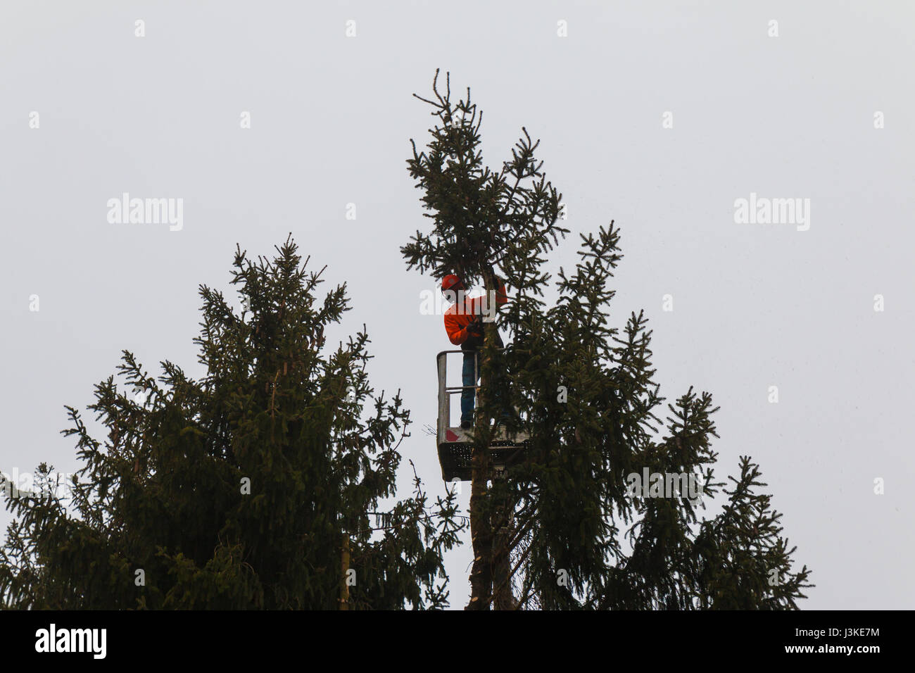 Woodcutter cutting tree with a chainsaw Stock Photo - Alamy