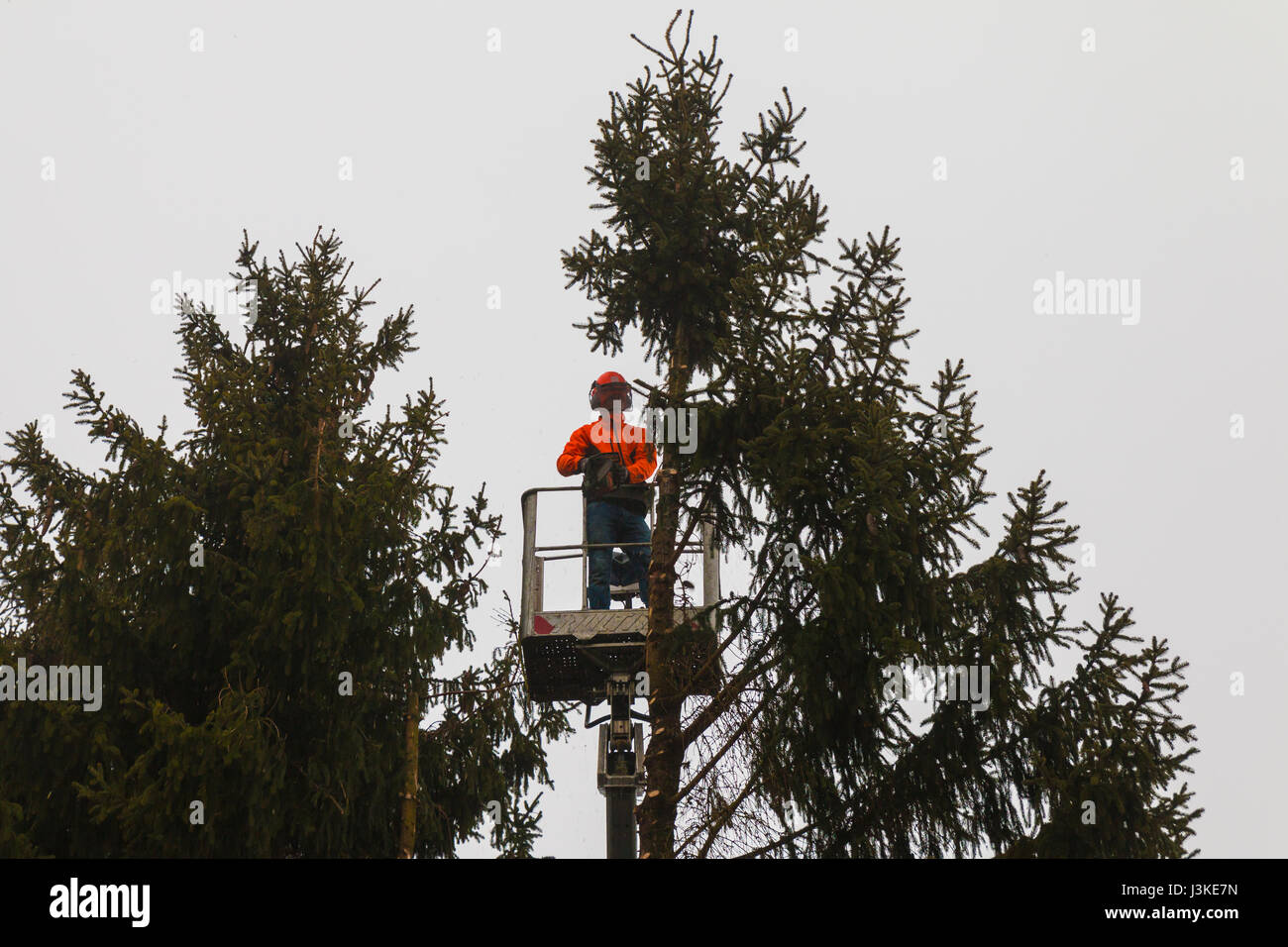Woodcutter cutting tree with a chainsaw Stock Photo - Alamy