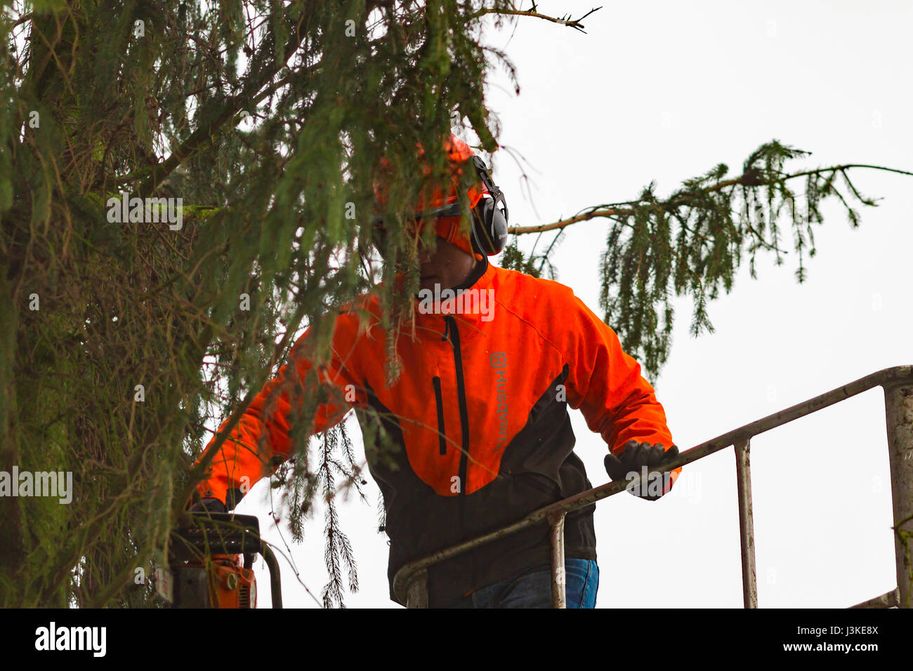 Woodcutter cutting tree with a chainsaw Stock Photo - Alamy
