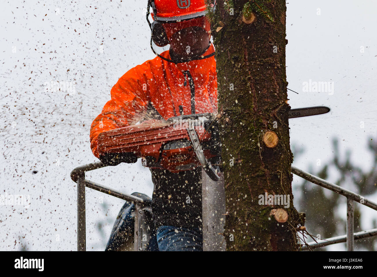 Woodcutter cutting tree with a chainsaw Stock Photo - Alamy