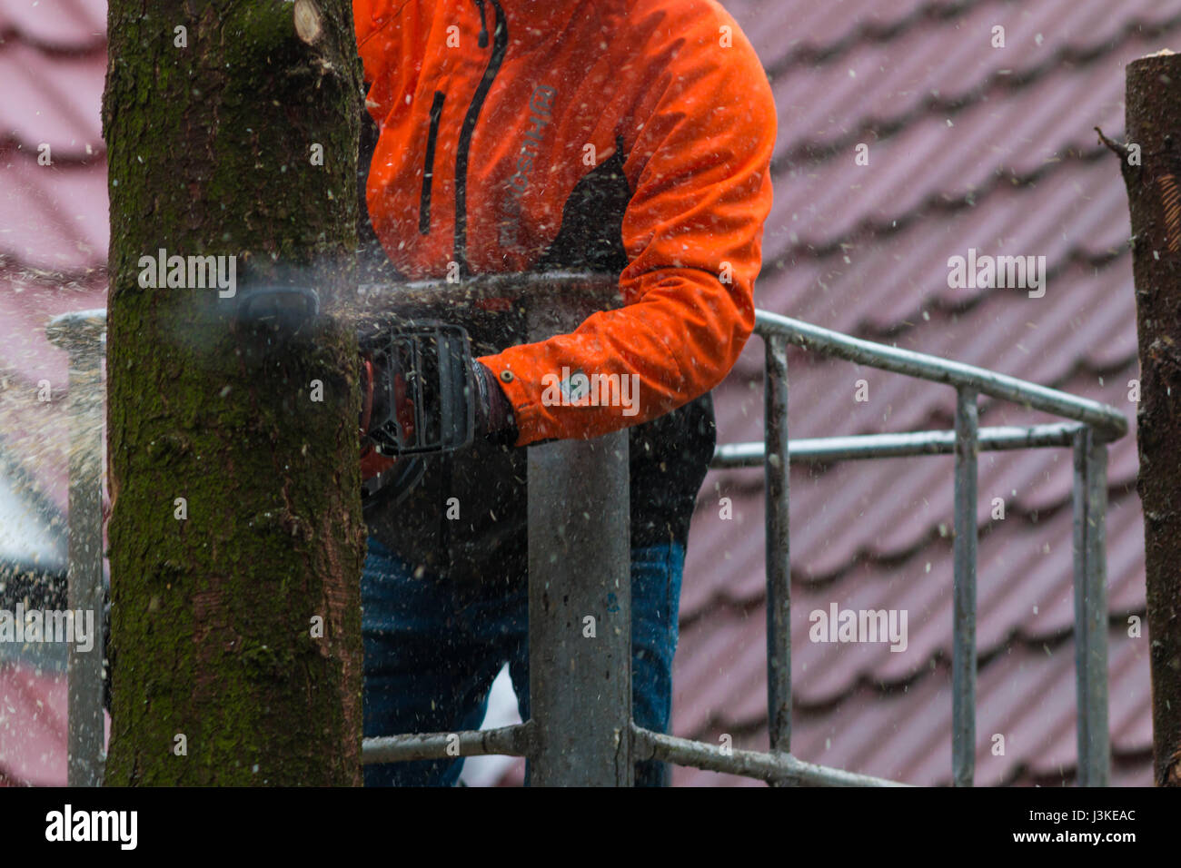 Woodcutter cutting tree with a chainsaw Stock Photo - Alamy