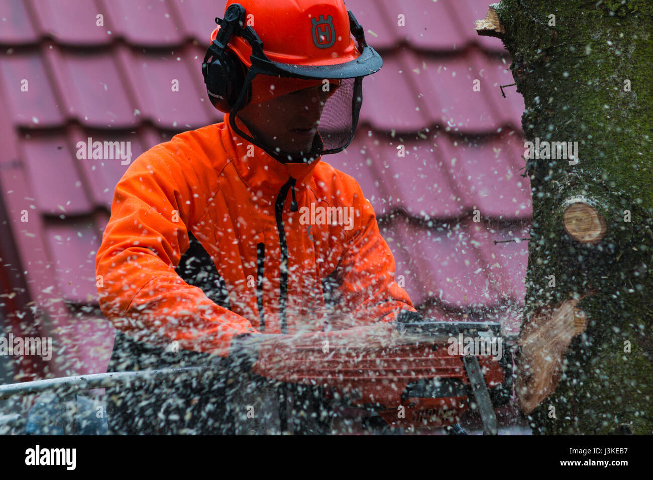 Woodcutter cutting tree with a chainsaw Stock Photo - Alamy