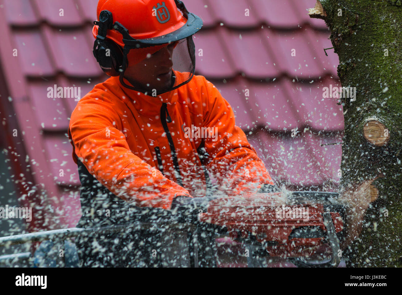 Woodcutter cutting tree with a chainsaw Stock Photo - Alamy
