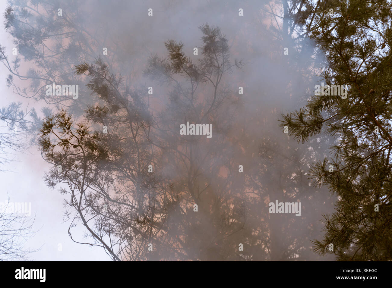 Tree in a smoke looking like dense fog Stock Photo
