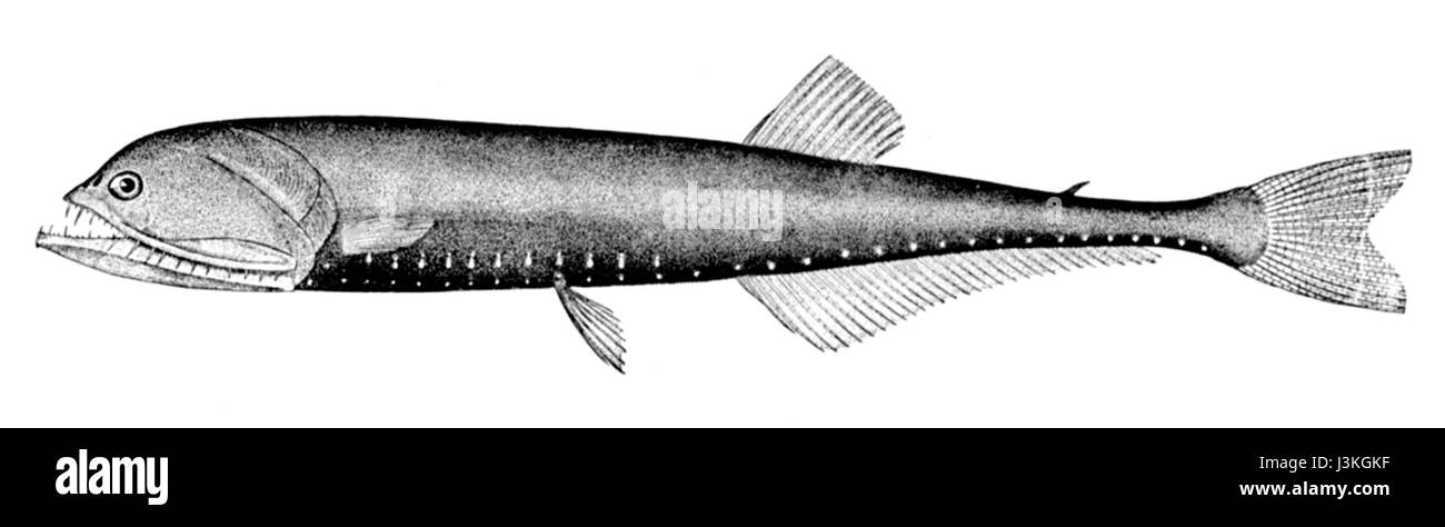 Gonostoma elongatum is a species of deep-sea fish found in the Atlantic and Pacific Oceans. It is known for its long, slender body and is often part of the oceanâ€™s deep-water ecosystem where it plays a role in marine food chains. Stock Photo