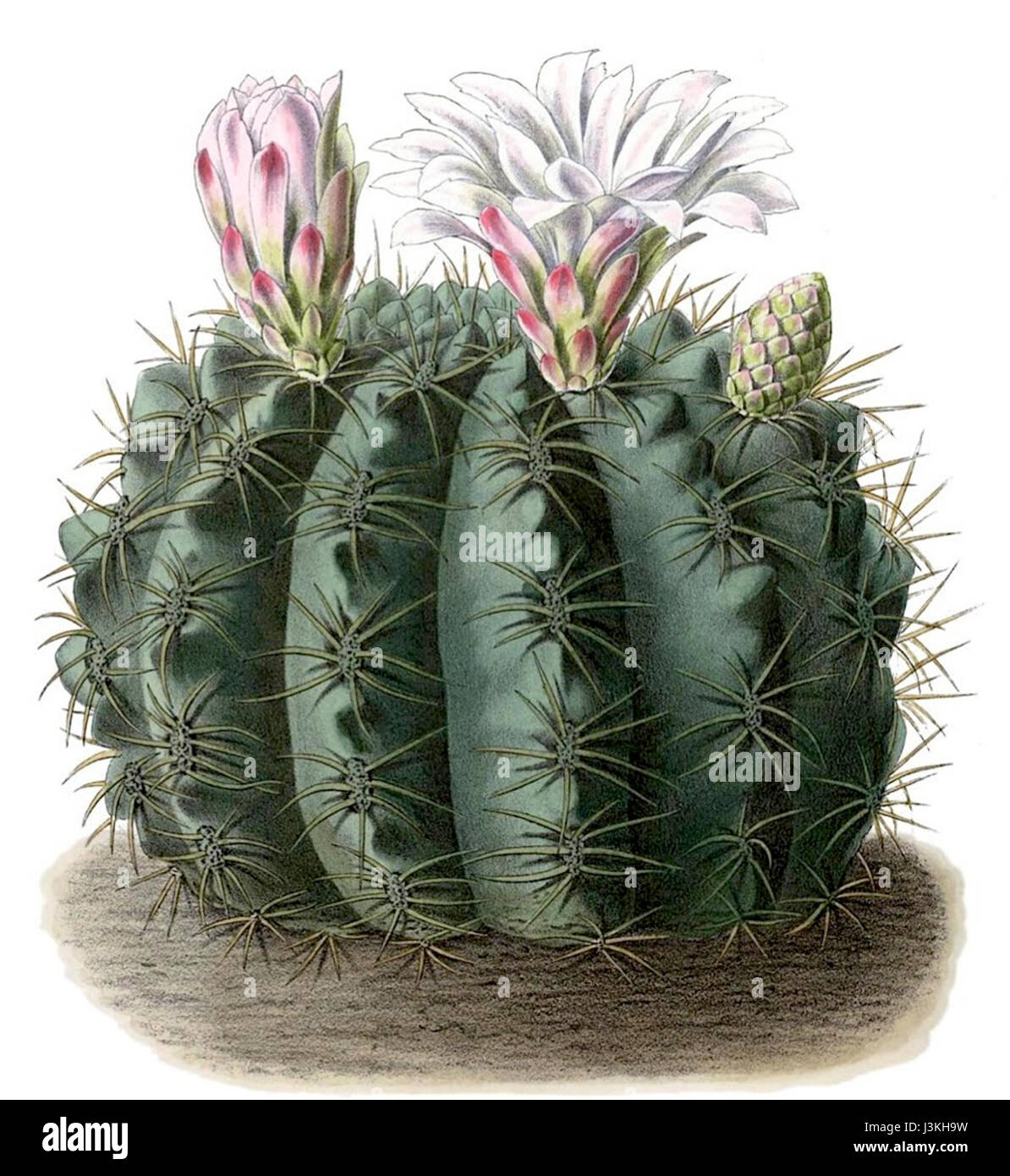 Gymnocalycium cacti hi-res stock photography and images - Alamy