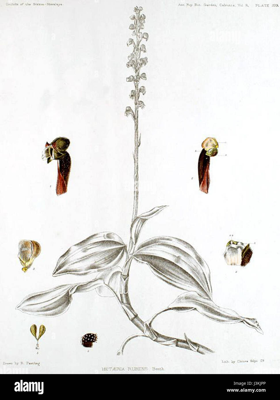 Hetaeria affinis (as Hetaeria rubens)   The Orchids of the Sikkim Himalaya pl 399 (1898) Stock Photo
