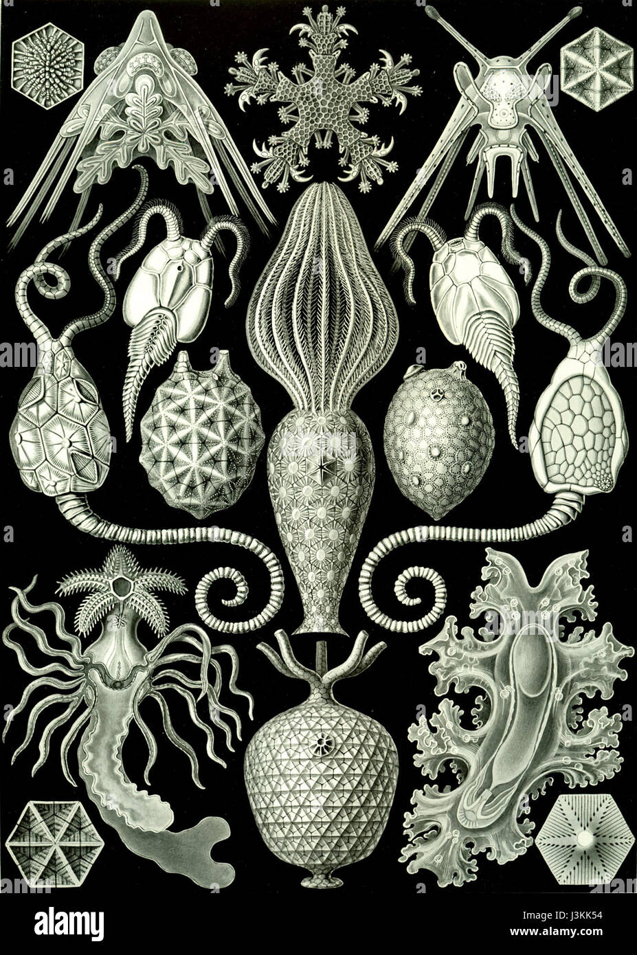 ernst-haeckel-s-amphoridea-is-part-of-his-detailed-studies-of-marine