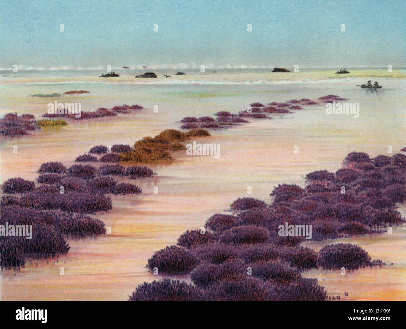 Houtman Abrolhos coral (Saville Kent) Stock Photo