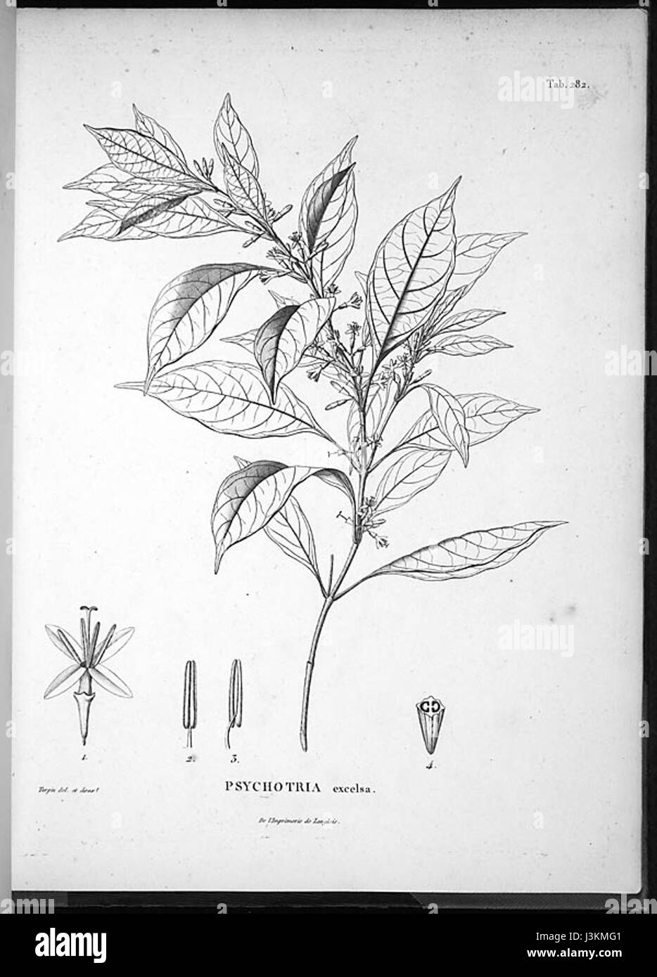 Hoffmannia excelsa (Kunth) K. Schum original Stock Photo