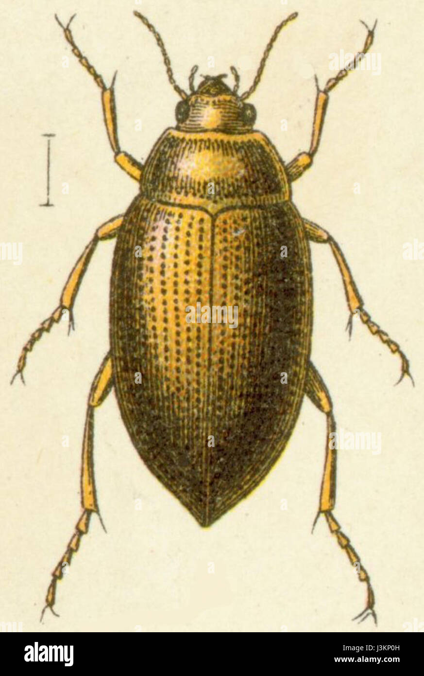 Water beetle exploration hi-res stock photography and images - Alamy