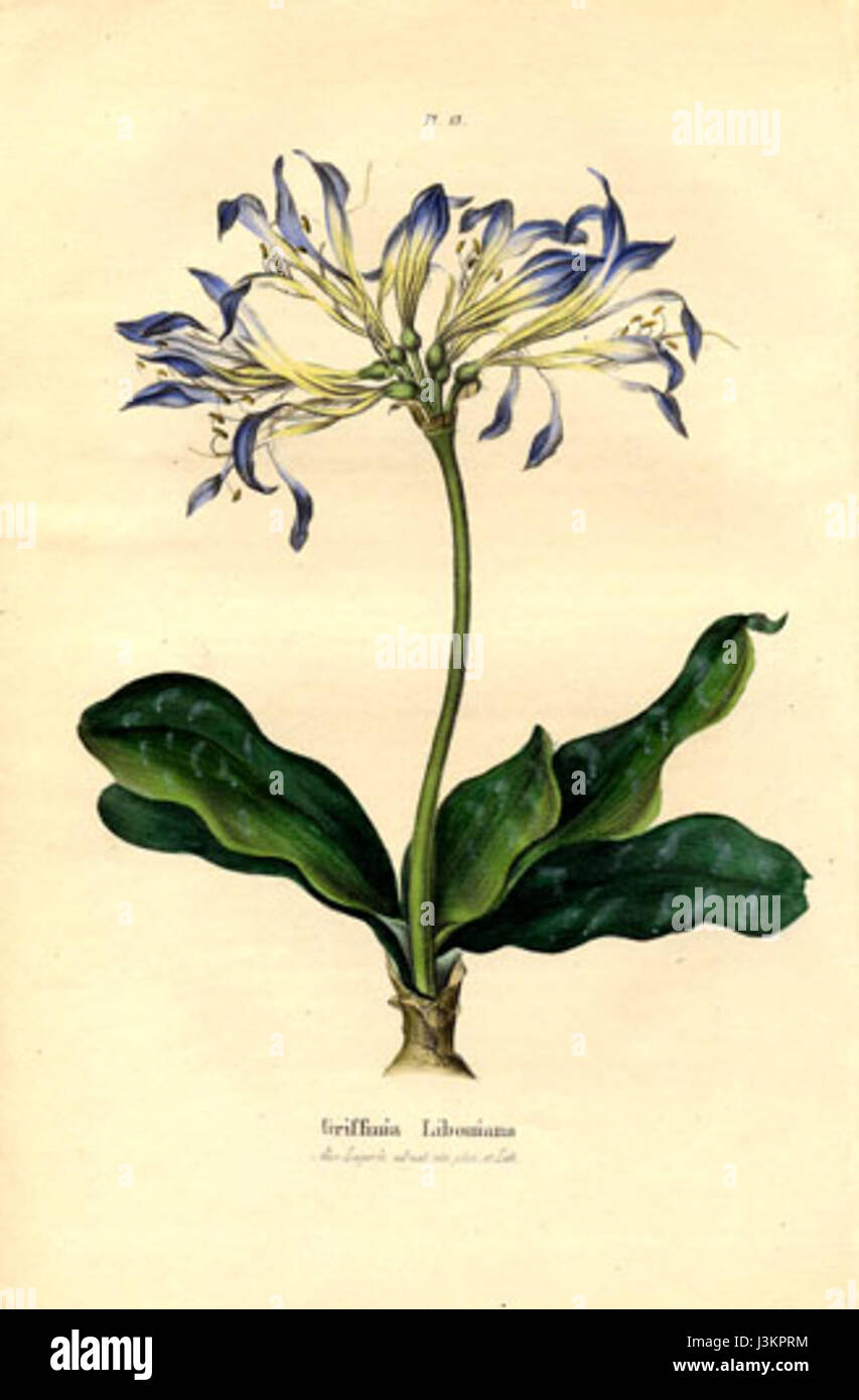 Characteristic Native Griffinia liboniana is a species of plant native to South America. The ...