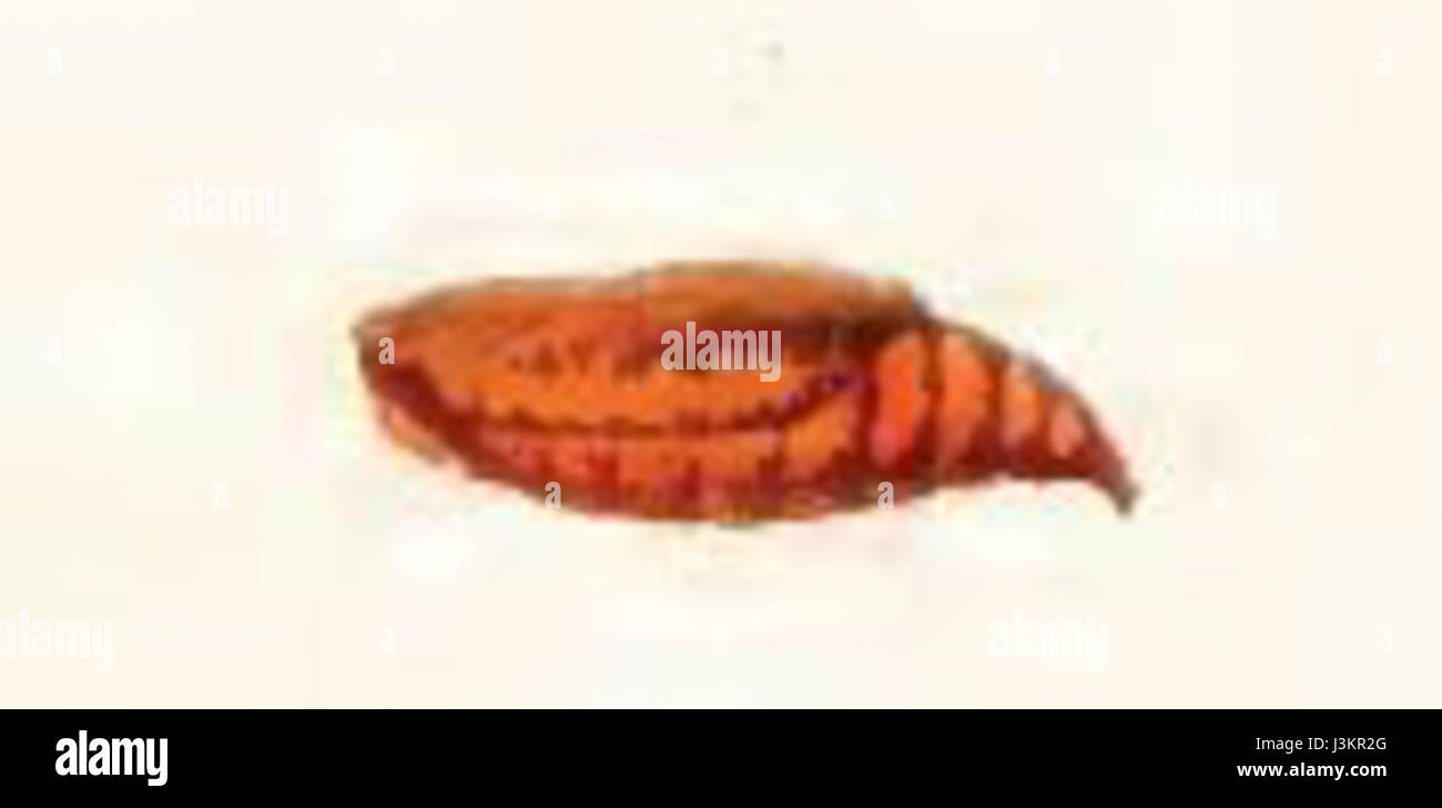Cocoon morphology study hi-res stock photography and images - Alamy